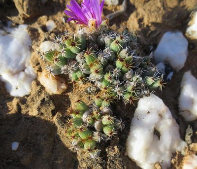 Trichodiadema marlothii, photographed by Di Turner