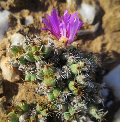 Trichodiadema marlothii, photographed by Di Turner