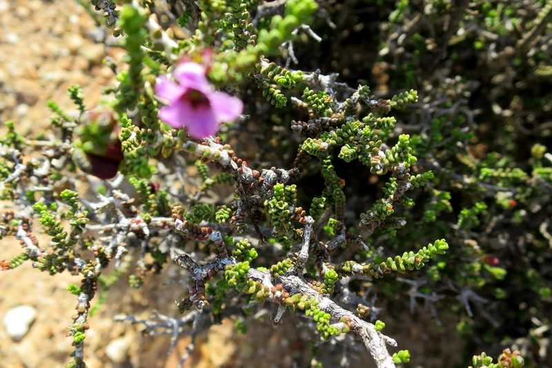 Acmadenia argillophila, photographed by Di Turner