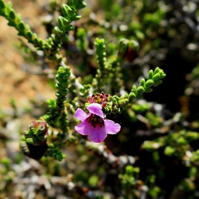 Acmadenia argillophila, photographed by Di Turner