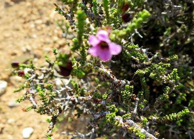 Acmadenia argillophila, photographed by Di Turner