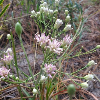 Palafoxia integrifolia, photographed by Laura Gaudette