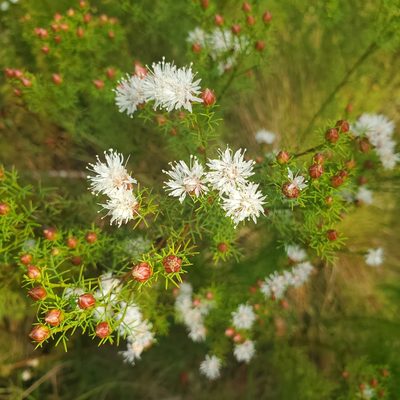 Dalea pinnata, photographed by Laura Gaudette