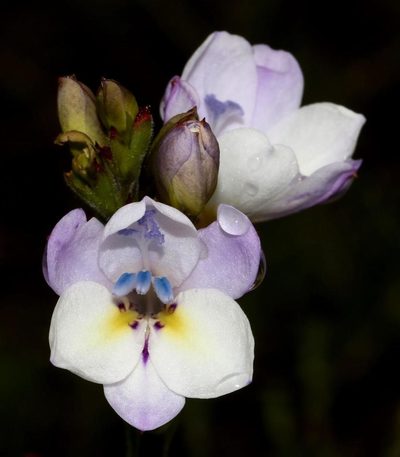 Babiana patersoniae, photographed by Brian du Preez