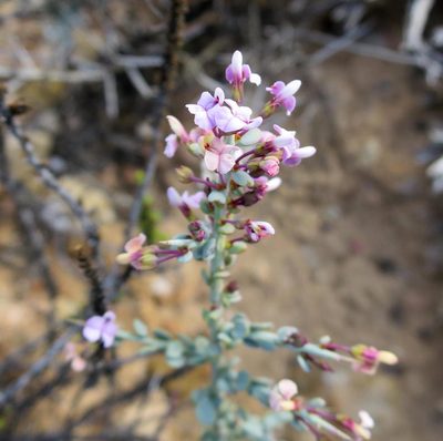 Muraltia karroica, photographed by Di Turner