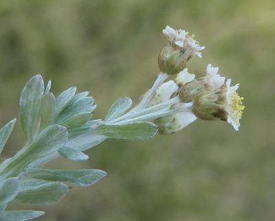 Gnaphalium declinatum, photographed by Nicola van Berkel
