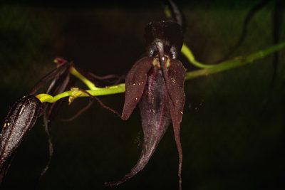 Pleurothallis phalangifera, photographed by Daniel Mesa
