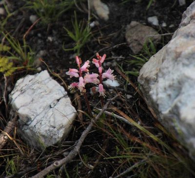 Lachenalia rosea, photographed by Tony Rebelo