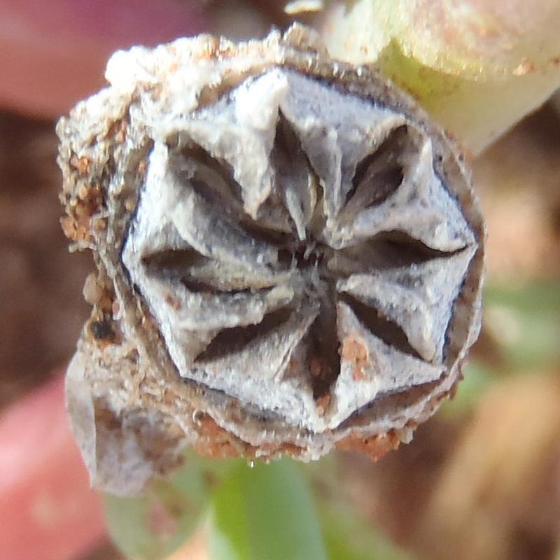 Malephora thunbergii, photographed by Nicola van Berkel
