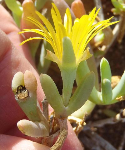 Malephora thunbergii, photographed by Nicola van Berkel