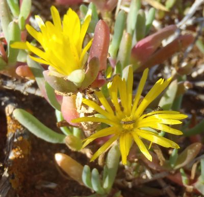 Malephora thunbergii, photographed by Nicola van Berkel