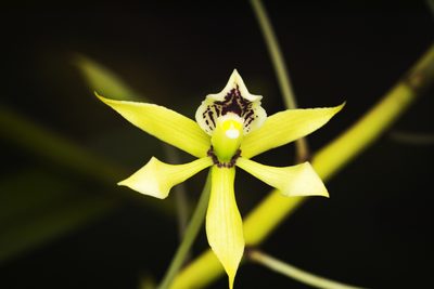 Prosthechea mejia, photographed by Daniel Mesa