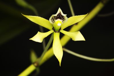 Prosthechea mejia, photographed by Daniel Mesa