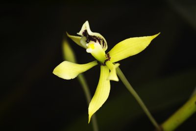 Prosthechea mejia, photographed by Daniel Mesa