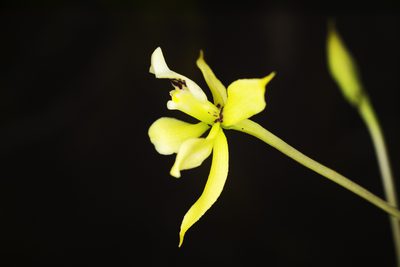 Prosthechea mejia, photographed by Daniel Mesa