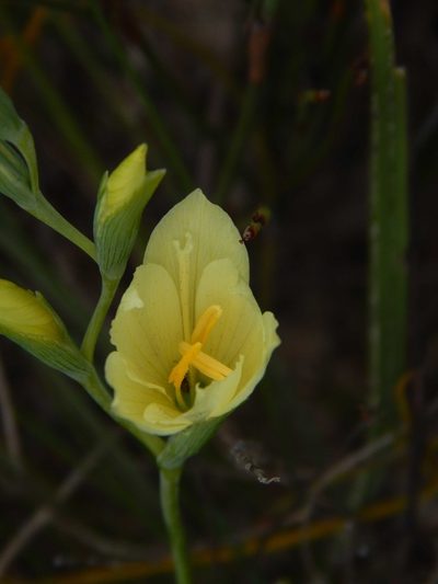 Geissorhiza imbricata, photographed by melda