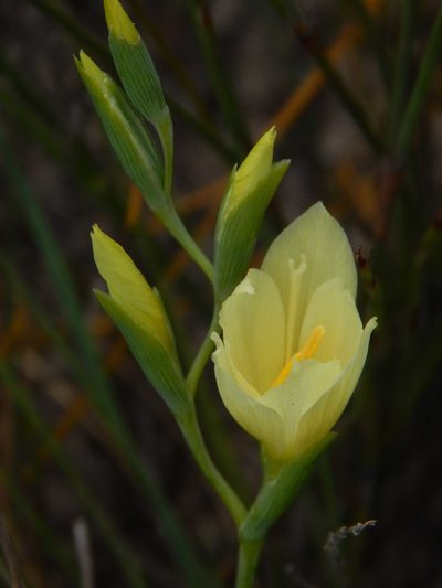 Geissorhiza imbricata, photographed by melda