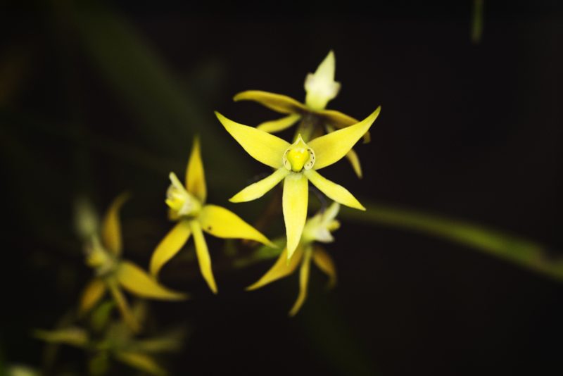 Prosthechea grammatoglossa, photographed by Daniel Mesa