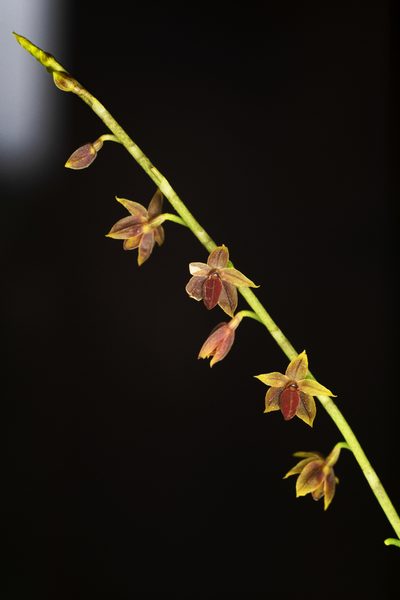 Platystele misera, photographed by Daniel Mesa