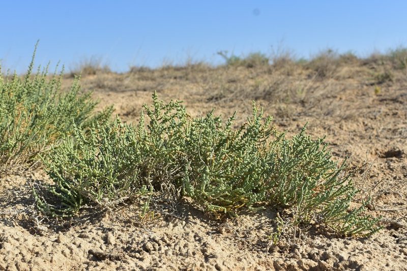 Halocnemum strobilaceum, photographed by Kudaibergen Amirekul