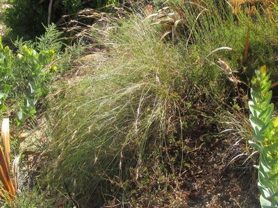 Schoenus graminifolius, photographed by douglaseustonbrown