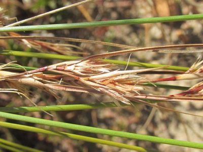 Schoenus graminifolius, photographed by douglaseustonbrown