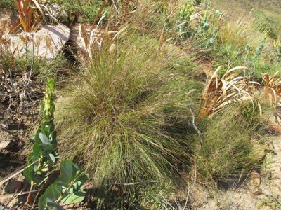 Schoenus graminifolius, photographed by douglaseustonbrown
