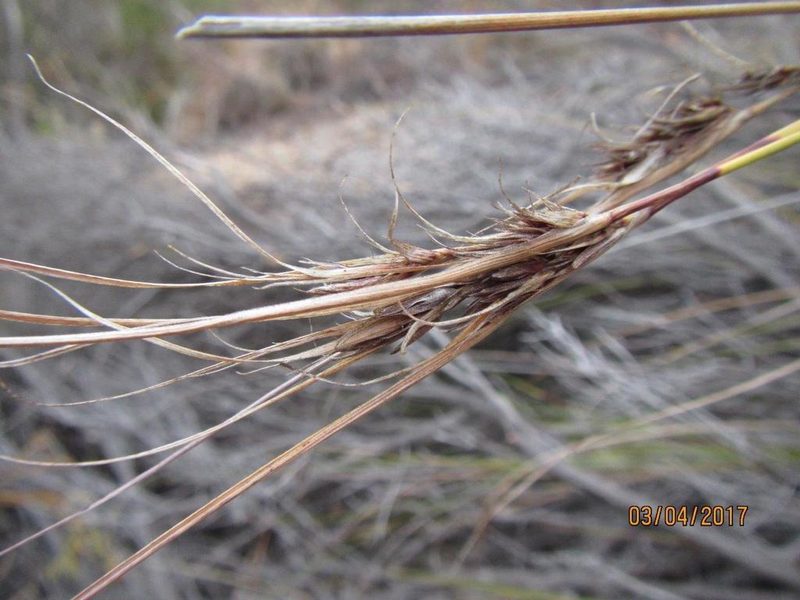 Schoenus graminifolius, photographed by douglaseustonbrown