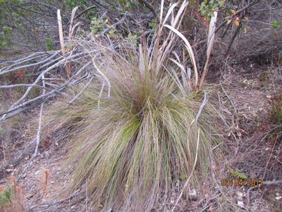 Schoenus graminifolius, photographed by douglaseustonbrown