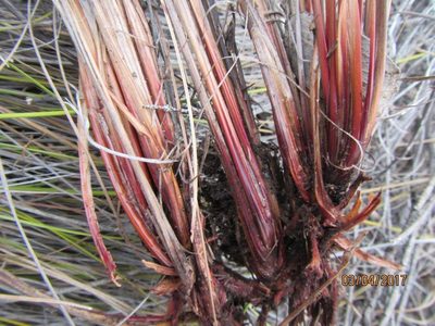 Schoenus graminifolius, photographed by douglaseustonbrown