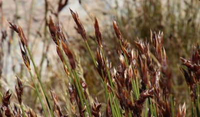 Cannomois primosii, photographed by Tony Rebelo