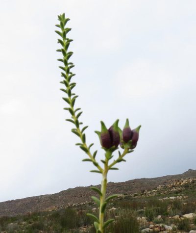 Diosma recurva, photographed by Di Turner