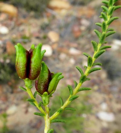 Diosma recurva, photographed by Di Turner