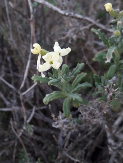 Mathewsia foliosa, photographed by David Gutiérrez