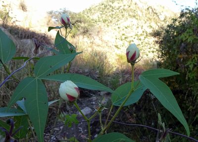 Gossypium thurberi, photographed by Andrew Tree