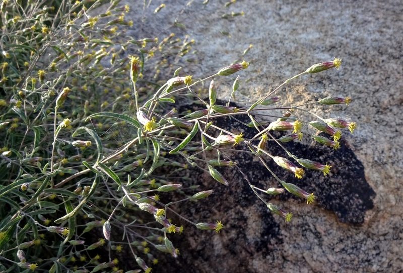 Brickellia venosa, photographed by Andrew Tree