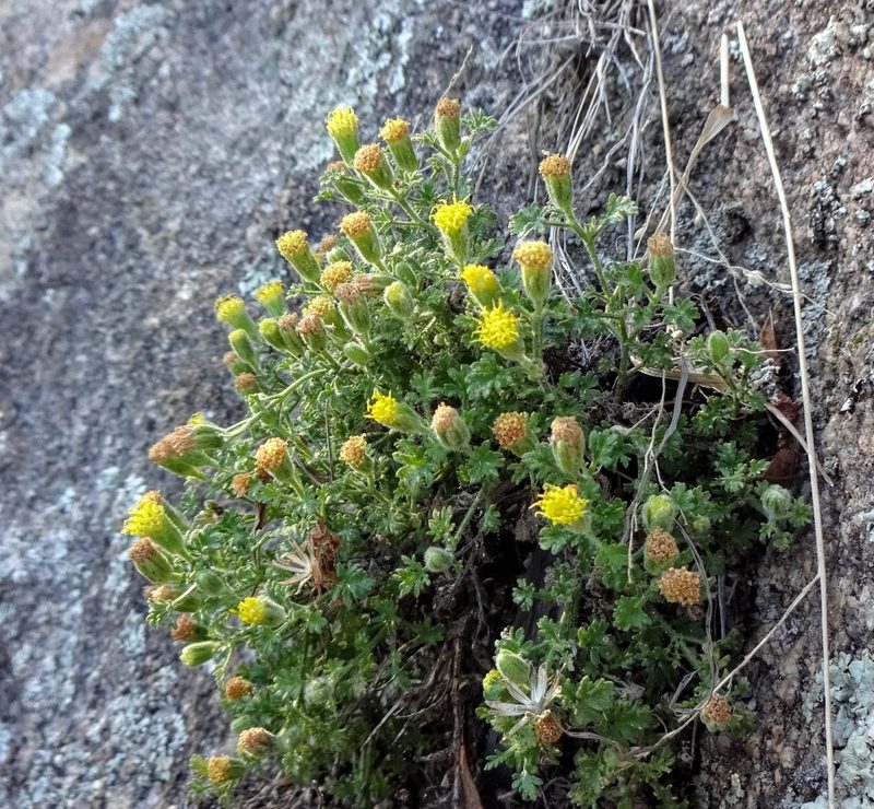 Perityle lemmonii, photographed by Andrew Tree
