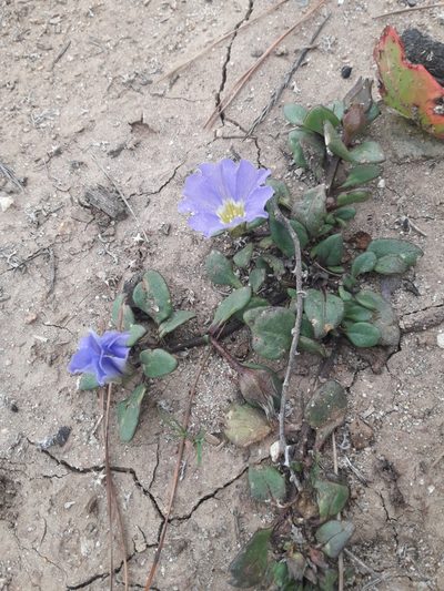 Nolana paradoxa, photographed by David Gutiérrez