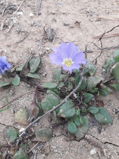 Nolana paradoxa, photographed by David Gutiérrez