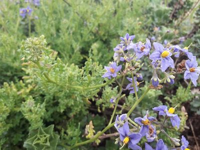 Solanum pinnatum, photographed by David Gutiérrez