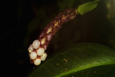 Anthurium scandens, photographed by Daniel Mesa