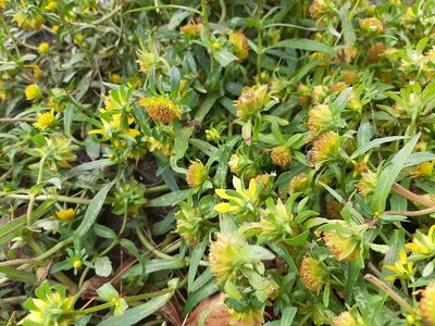 Bidens cernua, photographed by florawhite
