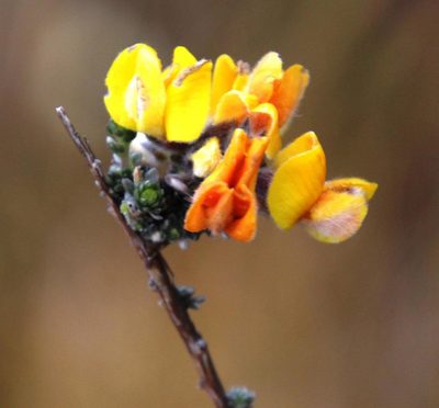 Aspalathus ramulosa, photographed by Tony Rebelo
