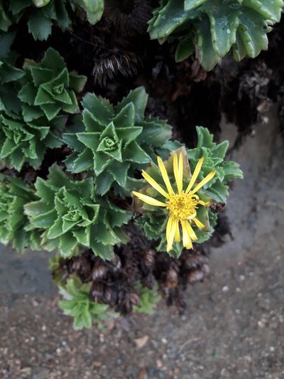 Haplopappus foliosus, photographed by David Gutiérrez
