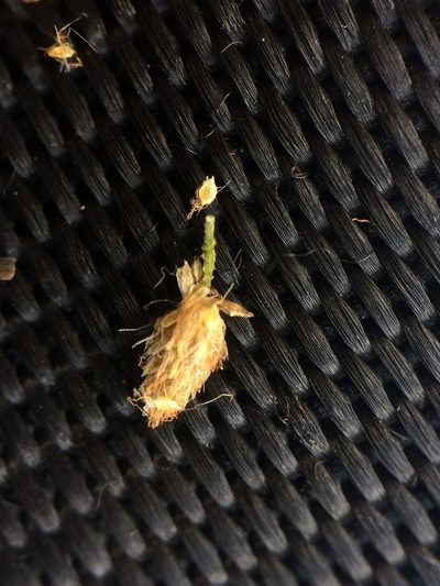 Scirpus atrocinctus, photographed by Étienne Lacroix-Carignan