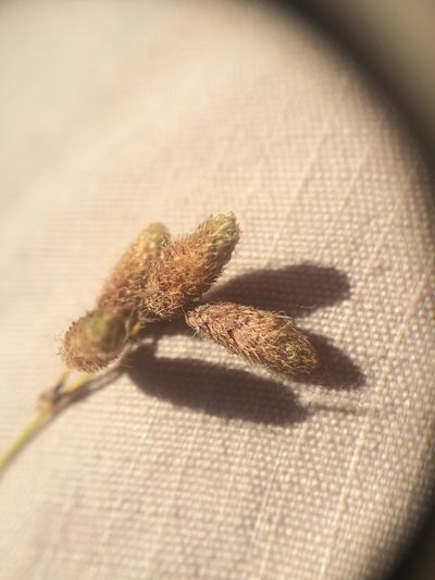 Scirpus atrocinctus, photographed by Étienne Lacroix-Carignan