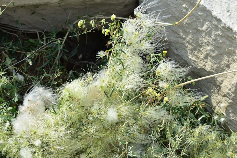 Clematis orientalis, photographed by Kudaibergen Amirekul