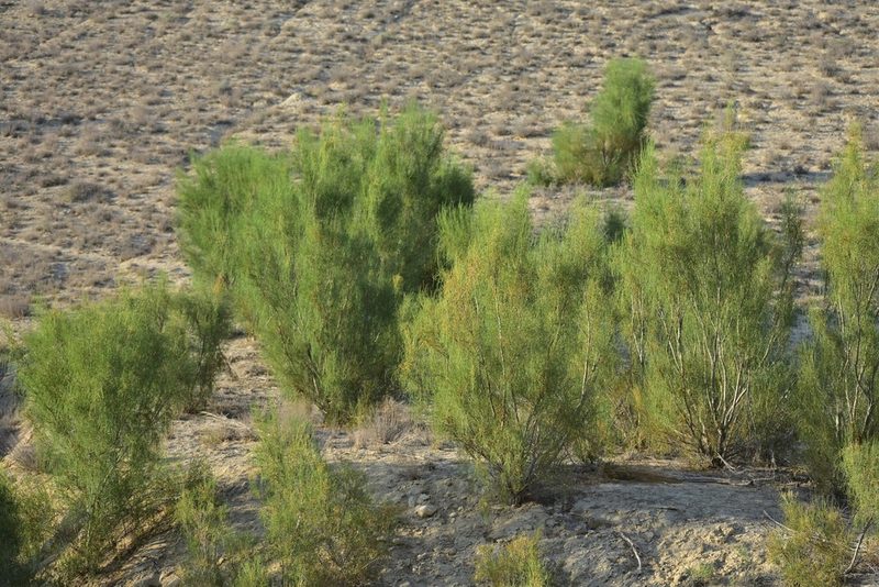 Haloxylon ammodendron, photographed by Kudaibergen Amirekul