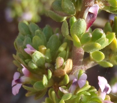 Muraltia rhamnoides, photographed by Nicola van Berkel