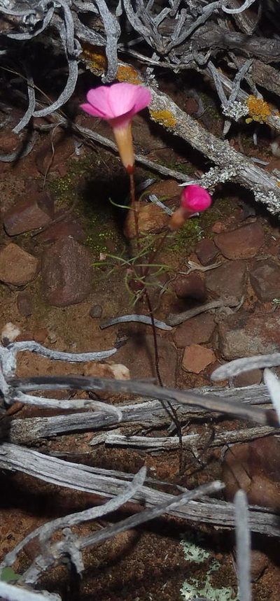 Oxalis capillacea, photographed by Nicola van Berkel